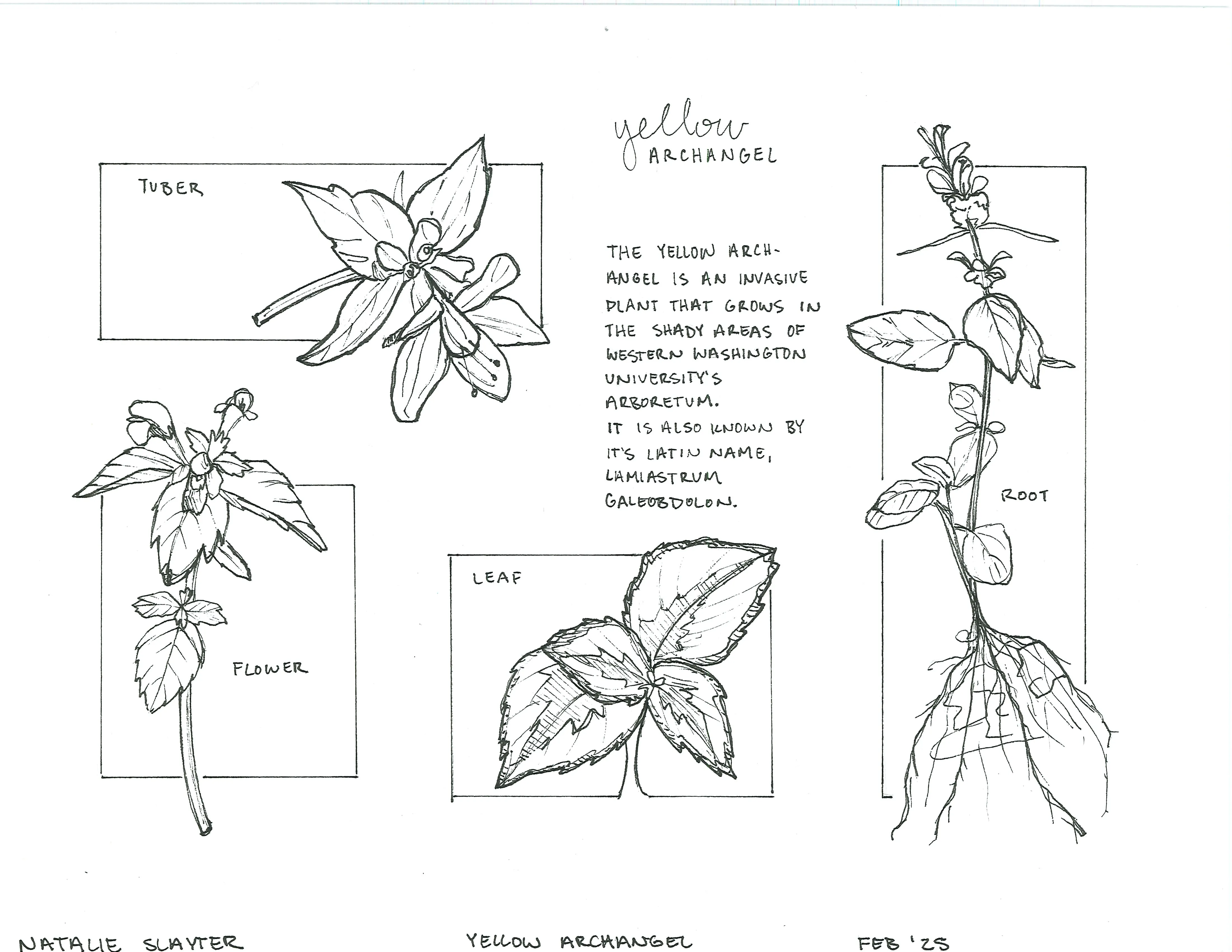 Hand-sketched artwork depicting yellow archangel, detailing its tuber, flower, leaf, and root.